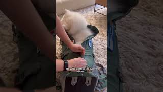 How we get our Samoyed in his BackPack!