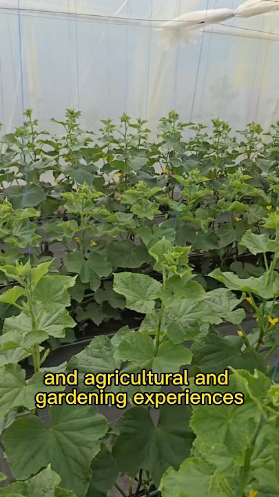 #baking #ecofriendly #gardening #bakingingredient #farming https://vm.tiktok.com/ZNdUpbUUk/