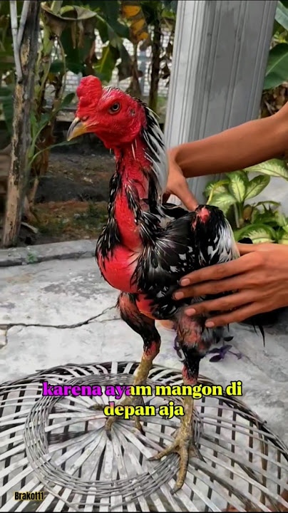 Rekomendasi pakan ayam mangon #ayam #ayamberkualitas #ayamjago #ayambangkok #peternaksejahtera