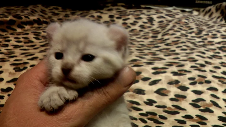 Video 6795931: lynx cat breed, exotic lynx, domestic cat breed, feral cat, rare exotic, cat cross