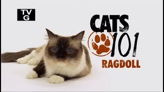 Рэгдолл 101kote.ru Ragdoll 101Cats Рэгдолл 101kote.ru Ragdoll 101Cats