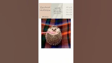 #اكسبلور #قرآن #مسلم #تلاوة_خاشعة #راحة_نفسية #quran#animals#سورة _یونس#عبدالرحمن_مسعد #islamicvideo