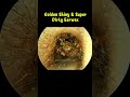 Golden Shiny & Super Dirty Earwax