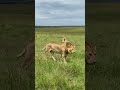 Kidong’oe, 4/R5, incredible young male from BRB #rongai #blackrockboy...