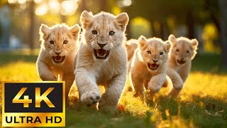 Cute Baby Animals 4K 🌳 Animal Families - Relaxation Film with Peaceful Relaxing Music by Tiny Paws 2,715 views 2 months ago 11 hours, 59 minutes