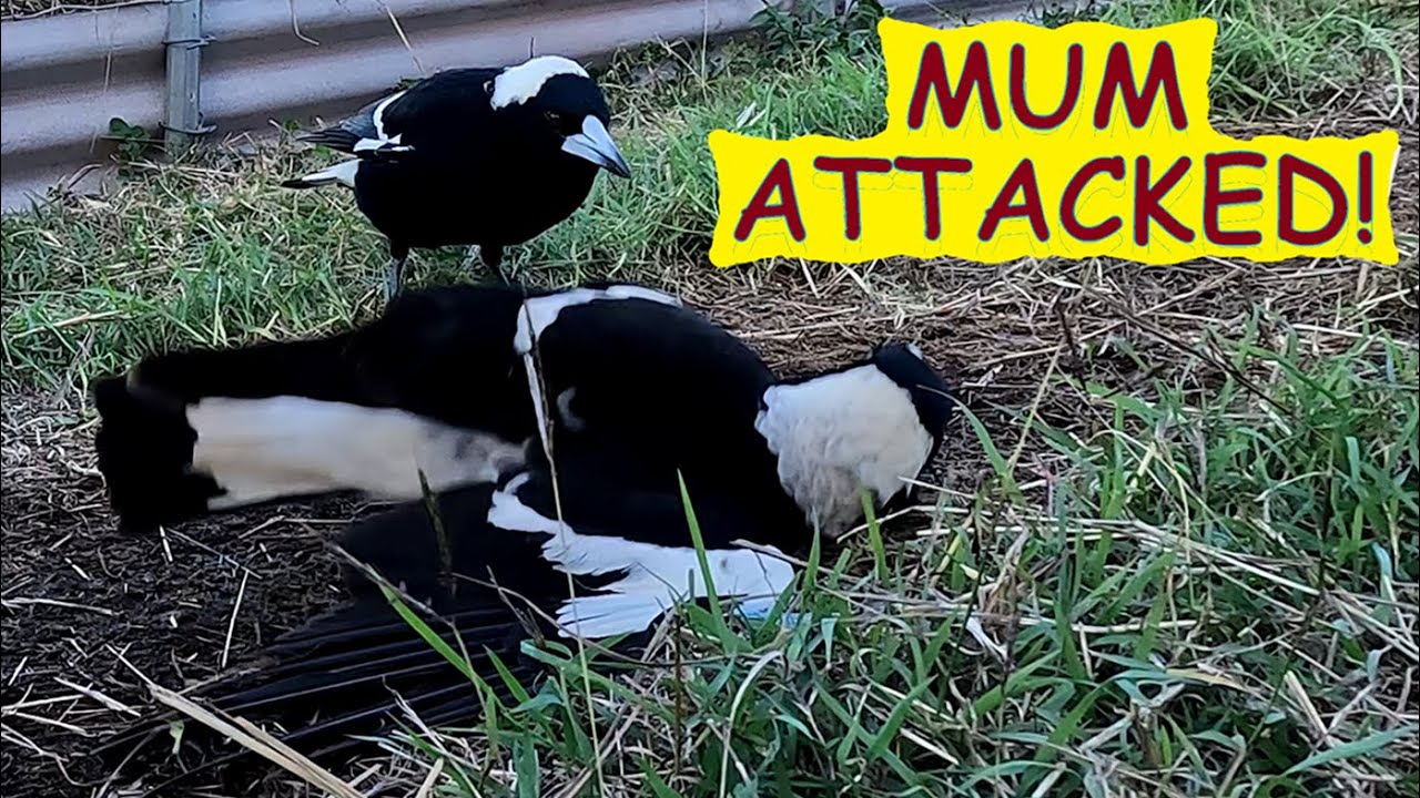 Angry Dad magpie attacks Mum and Lil Sis - Australian birds