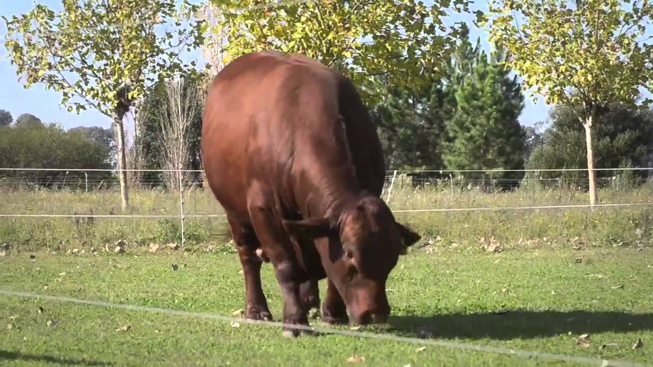 CIALE Alta Toro Rosendo - Brangus Colorado video to gif