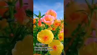 Əzizim -✍️ Çiçək Xalıqova 🎙️ Fatimə Quluzadə #sevgiseirleri #keşfet #fypyoutube #şeirler#keşfetteyiz
