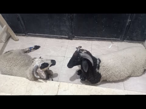 تحميل الخرفان من مزرعتى للمشترى مشروع تربية وتسمين الأغنام 