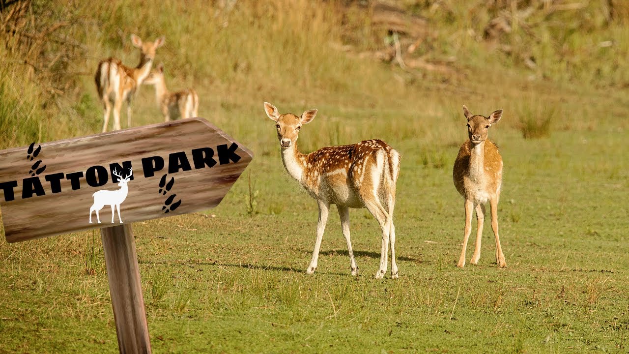 Best Place In England TATTON Park Knutsfort 4K Video MANCHESTER Walking Around