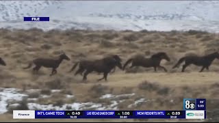 26 horses die during BLM roundup northwest of Reno