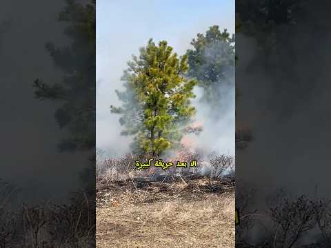 عمرك تخيلت انه الشجر عندو خطط للمستقبل 