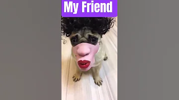 Funniest Dog Memes Compilation 2025 Try Not To Laugh Trend Chopper 