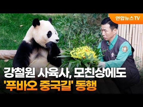 강철원 사육사, 모친상에도 &#39;푸바오 중국길&#39; 동행 / 연합뉴스TV (YonhapnewsTV)