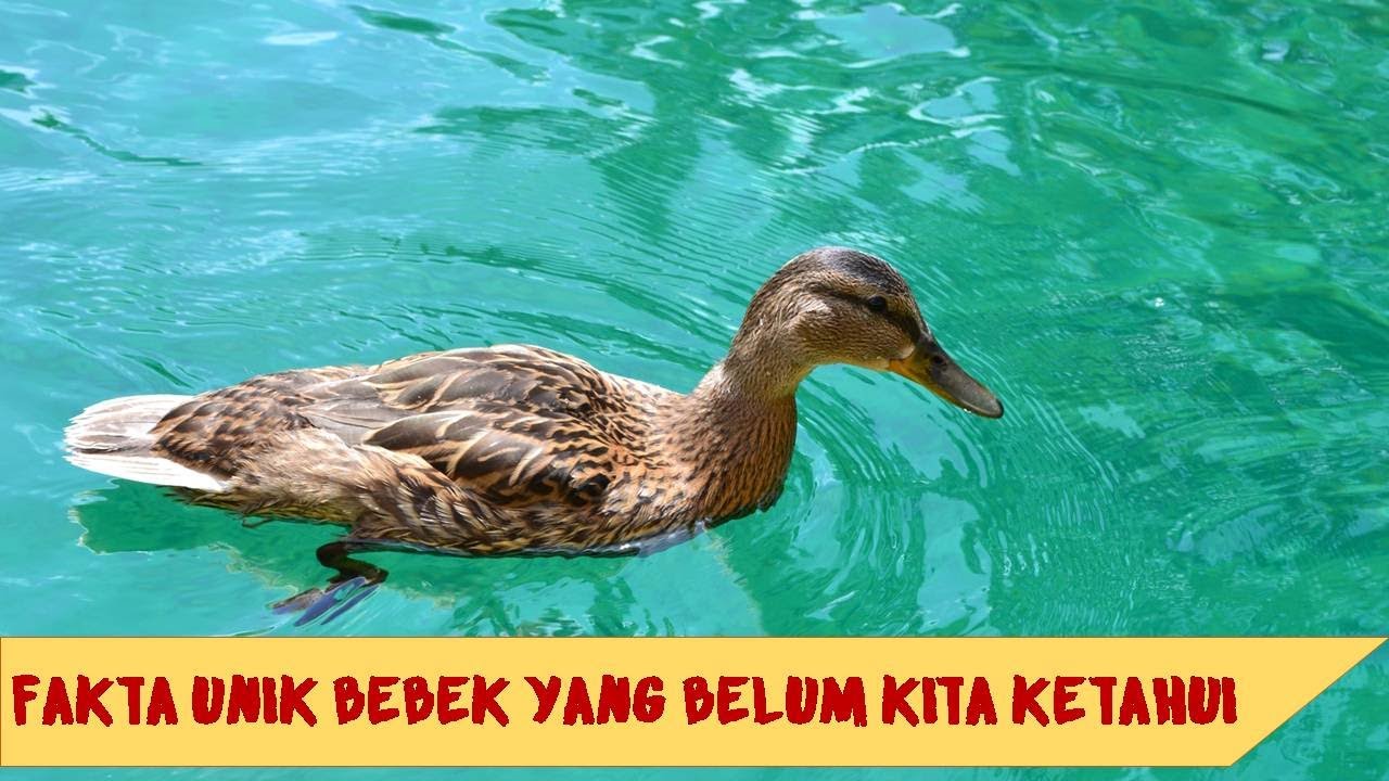 Bebek Petelur atau Pedaging? Berikut Fakta unik Seputar Bebek yang