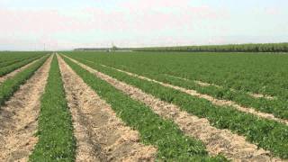 Video 3  Conservation Tillage Tomato Cropping Systems