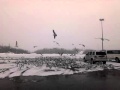 Flock Of Seagulls North Versailles, Pennsylvania