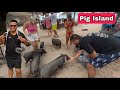 Thailand ni pig island beraibai  koh samui island