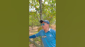 Đất đường 32m vườn Mít #bds #minhthanh22 #becamexbinhphuoc #đấtnềnchơnthành #becamex #đât #datkcn