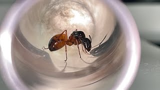 Camponotus semitestaceus | September 2022 Flights