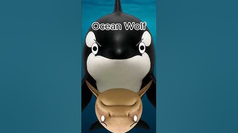 Orca Vs Great White Shark..