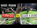 How to prune a bonsai tree |  Winter pruning a Trident Maple bonsai