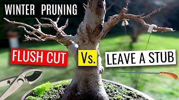 How to prune a bonsai tree |  Winter pruning a Trident Maple bonsai