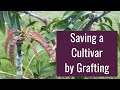 Saving a Mango Cultivar by Grafting (Topworking)