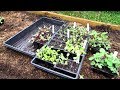 Planting Your Fall Garden Seed Starts in Beds: Planting, Fertilizing & Pest Management- Video (2of2)