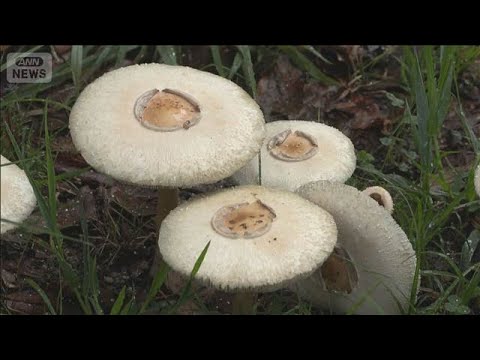 Massive Infestation of Highly Toxic "White Mushrooms" Found in Okazaki Park, Aichi: Heavy Rain Li...