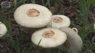 愛知・岡崎市の公園に猛毒“白いキノコ”大量発生 長雨原因か「触るのも危険」【もっと知りたい！】【グッド！モーニング】(2026年9月12日)