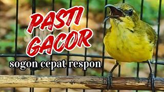 Download lagu SUARA SOGON BETINA AUTO NYAUT Sunbird Betina Instan Punggung Zaitun Panggilan