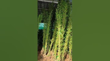 Cây 230078 - Bán cây trúc quân tử các kích cỡ 0977973535