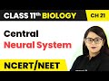 Central Neural System - Neural Control & Coordination | Class 11 Biology NEET/AIIMS