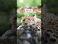 Animals that are going to extinct soon  shorts youtubeshorts extinction animals leopard fyp