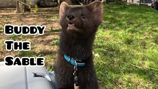 Домашний соболь Бадди и поводок! | Home pet Buddy the sable and the leash