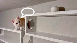 The kitten, using it’s head, rescued the ball that got stuck in the gap