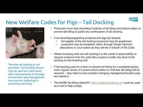 AHDB Pork - New Welfare Codes, Tails and Tools