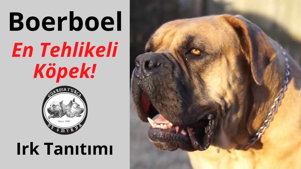 Boerboel Irk Tanıtımı - Biz Neden Üretmiyoruz? - Neden Tehlikeli?