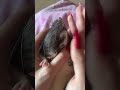 Ручной Дракоша. #крысы #rats #cute