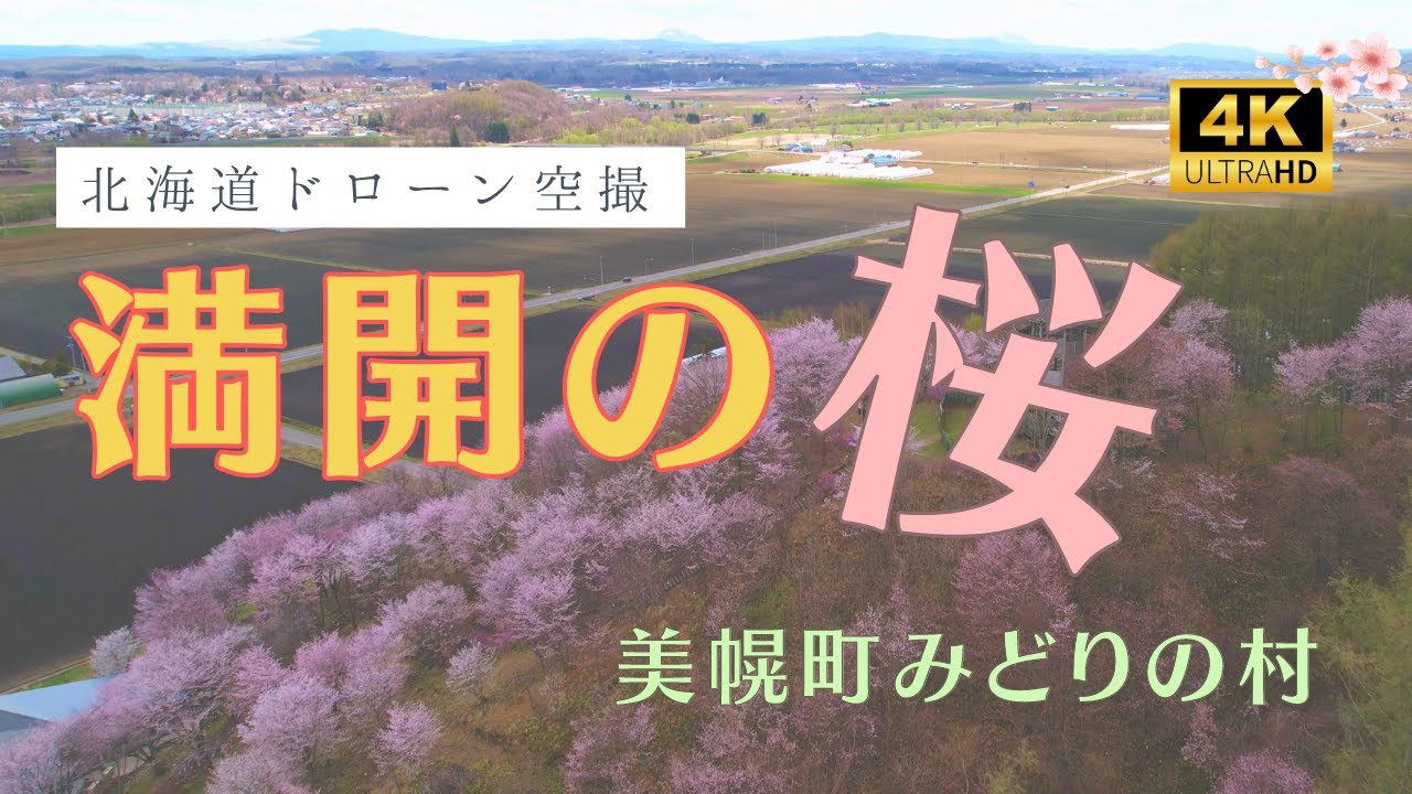 美幌町の桜が咲き誇る！ドローンが捉えた彩る風景 - YouTube