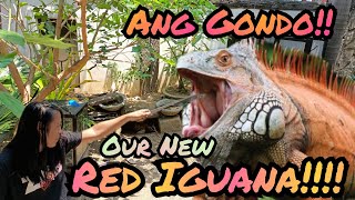 Our New Red Iguana!!! Iguana basic care