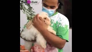 Oreo enjoying holidays evening garden breeze with cuddling@Pets Oasis Arcadia The Luxury Pet Resort