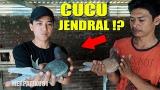 MERPATI INDUKAN TRAH - TRAH JUARA ?!