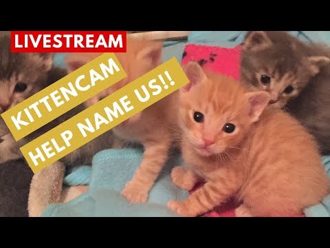 kitten cam livestream los angeles foster kittens twdkittens