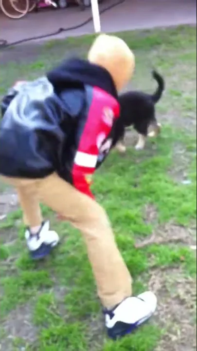 german sheperd