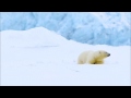 The happiest polar bear in the world!