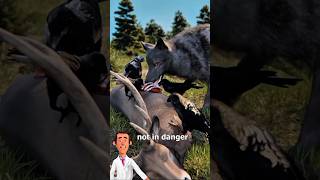 How Ravens And Wolf Hunt Together