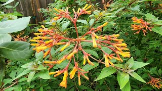 Firebush (Hamelia patens) shined during Texas heat dome | a hummingbird favorite