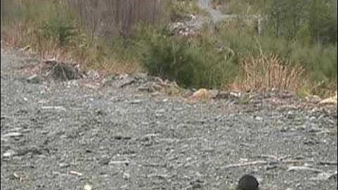 Proper Barrel Break-in Procedure